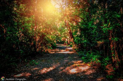 A harmonia com a natureza cada vez mais se faz necessária na vida do ser humano. No complexo turístico Thermas de Iraí, o turista encontrará um bosque de aproximadamente cinco mil metros de extensão e dois de largura, propício para trilhas, caminhadas, ca